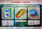 Стенды для кабинета биологии - «globural.ru» - Рузаевка