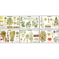 Плакаты ПРОФТЕХ "Классификация растений" (10 пл, винил, 70х100) - «globural.ru» - Рузаевка