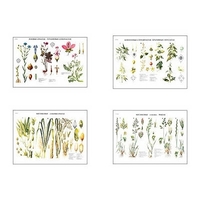 Плакаты ПРОФТЕХ "Систематика растений" (4 пл, винил, 70х100) - «globural.ru» - Рузаевка