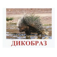 Карточки Домана "Дикие животные-3" - «globural.ru» - Рузаевка