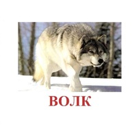 Карточки Домана "Дикие животные-1" - «globural.ru» - Рузаевка