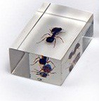 Комплект микропрепаратов для стереомикроскопа - «globural.ru» - Рузаевка