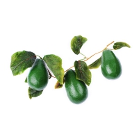 Муляж "Ветка авокадо" - «globural.ru» - Рузаевка