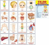 Раздаточные карточки "Тело человека" - «globural.ru» - Рузаевка