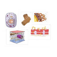 Модель-аппликация "Строение клетки" (ламинированная) - «globural.ru» - Рузаевка