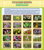 Стенд "Красная книга - растения" - «globural.ru» - Рузаевка