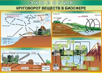 Таблица Круговорот веществ в биосфере 1000*700 винил - «globural.ru» - Рузаевка