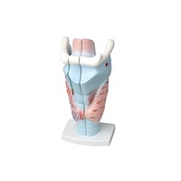 Модель гортани в разрезе - «globural.ru» - Рузаевка