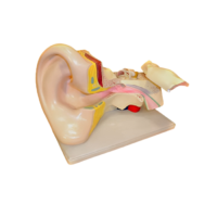 Модель Ухо человека - «globural.ru» - Рузаевка