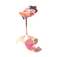 Модель сердца (лабораторная) - «globural.ru» - Рузаевка