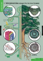 Биология. Растение - живой организм (комплект таблиц) - «globural.ru» - Рузаевка