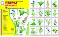 Демонстрационные карточки "Цветы полевые" - «globural.ru» - Рузаевка