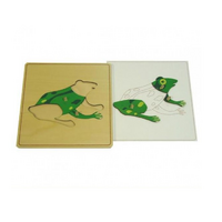 Строение лягушки с контуром - «globural.ru» - Рузаевка