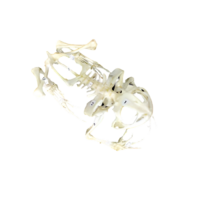 Скелет лягушки - «globural.ru» - Рузаевка