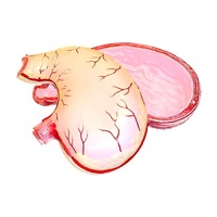 Модель желудка в разрезе - «globural.ru» - Рузаевка