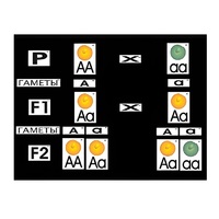 Модель-аппликация "Моногибридное скрещивание" (ламинированная) - «globural.ru» - Рузаевка