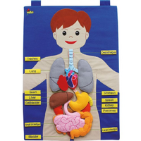 Фланелеграф "Анатомия" - «globural.ru» - Рузаевка