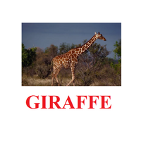 "Wild Animals-1" ("Дикие животные-1") английские карточки Домана - «globural.ru» - Рузаевка