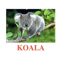 "Wild Animals-2" ("Дикие животные-2") английские карточки Домана - «globural.ru» - Рузаевка