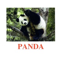 "Wild animals-3" ("Дикие животные-3") английские карточки Домана - «globural.ru» - Рузаевка