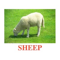 "Domestic Animals" ("Домашние животные") английские карточки Домана - «globural.ru» - Рузаевка