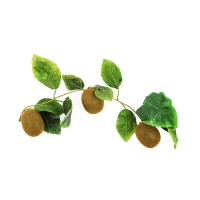 Муляж "Ветка киви" - «globural.ru» - Рузаевка