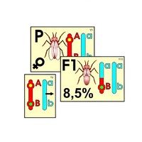 Модель-аппликация "Перекрест хромосом" (ламинированная) - «globural.ru» - Рузаевка