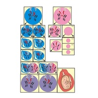 Модель-аппликация "Гаметогенез у человека и млекопитающих" (ламинированная) - «globural.ru» - Рузаевка