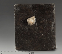 Двустворка Nuculana sp - «globural.ru» - Рузаевка