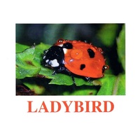 "Insects" ("Насекомые") английские карточки Домана - «globural.ru» - Рузаевка