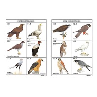 Комплект таблиц по зоологии раздаточных "Разнообразие животных. Птицы." (цвет.,лам., формат А4, 16 штук) - «globural.ru» - Рузаевка