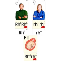 Модель-аппликация "Наследование резус-фактора" (ламинированная) - «globural.ru» - Рузаевка