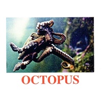 "Water Life" ("Подводный мир") английские карточки Домана - «globural.ru» - Рузаевка