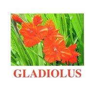 "Flowers-1" ("Цветы-1") английские карточки Домана - «globural.ru» - Рузаевка