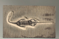 Брахиопода Cyrtospirifer rudkinensis на породе - «globural.ru» - Рузаевка