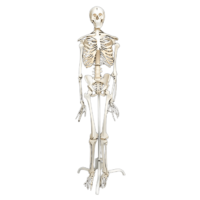 Скелет человека на роликовой подставке (170 см) - «globural.ru» - Рузаевка
