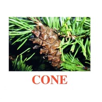 Карточки Домана "Going for a walk-2" ("На прогулке-2") на английском языке - «globural.ru» - Рузаевка