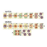 Модель-аппликация "Деление клетки. Митоз и мейоз" (ламинированная) - «globural.ru» - Рузаевка