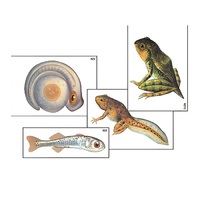 Модель-аппликация "Развитие костной рыбы и лягушки" (ламинированная) - «globural.ru» - Рузаевка