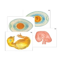 Модель-аппликация "Развитие птицы и млекопитающего (человека)" (ламинированная) - «globural.ru» - Рузаевка