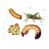 Модель-аппликация "Развитие насекомых с полным и неполным превращением" (ламинированная) - «globural.ru» - Рузаевка