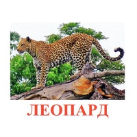 Карточки Домана "Дикие животные-2" - «globural.ru» - Рузаевка
