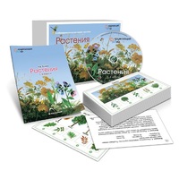 Комбинированное наглядное пособие «Растения» - «globural.ru» - Рузаевка