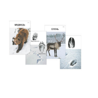 Комплект дидактических карточек "Следы на снегу" - «globural.ru» - Рузаевка