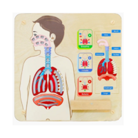Панель "Дыхательная система" - «globural.ru» - Рузаевка