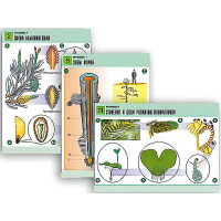 Комплект таблиц по биологии демонстрационный "Ботаника 1" (12 таблиц, формат А1, лам.) - «globural.ru» - Рузаевка