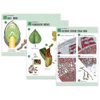 Комплект таблиц по биологии демонстрационный "Ботаника 2" (18 таблиц, формат А1, лам. - «globural.ru» - Рузаевка