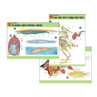 Комплект таблиц по биологии демонстрационный "Зоология 2" (16 таблиц, формат А1, лам.) - «globural.ru» - Рузаевка