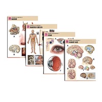 Комплект таблиц по биологии демонстрационный "Человек и его здоровье 2" (10 таблиц, формат А1, лам.) - «globural.ru» - Рузаевка