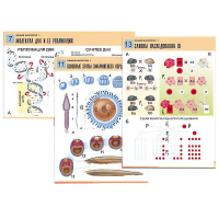 Комплект таблиц по биологии демонстрационный "Общая биология 1" (16 таблиц, формат А1, лам.) - «globural.ru» - Рузаевка